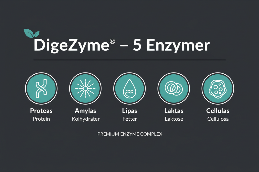 DigeZyme® – vad är det och varför används det i kosttillskott?